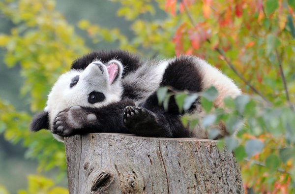 веселая панда