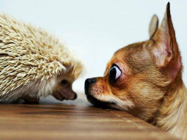 маленькая собачка чихуахуа