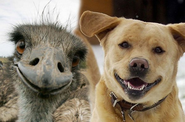 улыбающийся пес