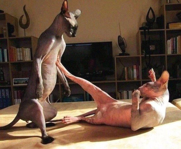 вязка котов сфинксов