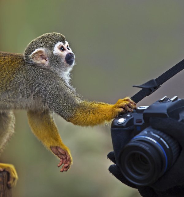 беличий саймири