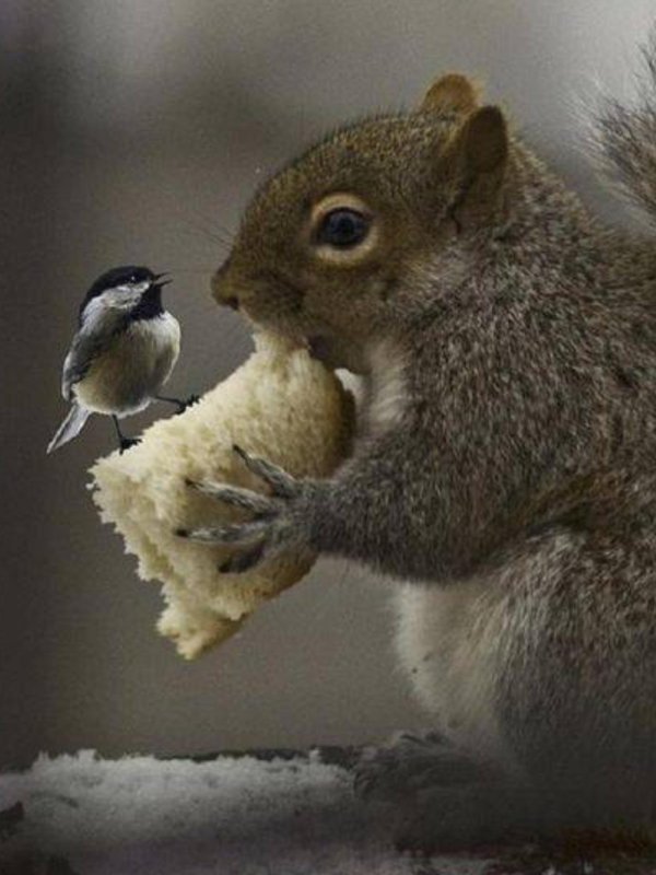 бурундук птичка