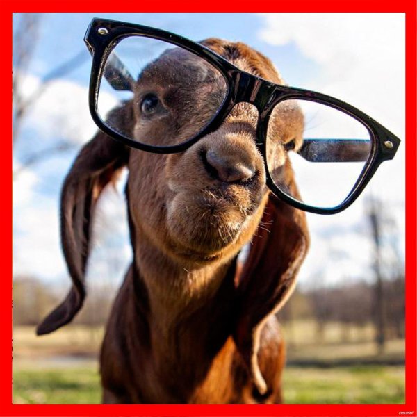 осел в очках