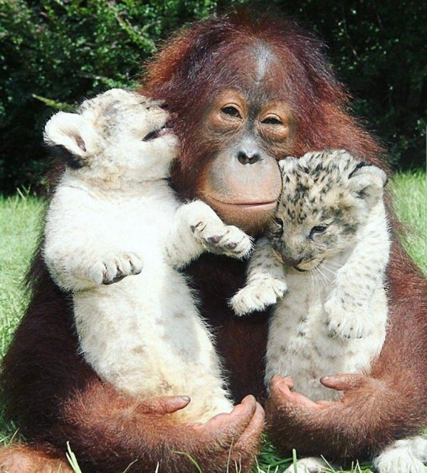 орангутанг усыновил тигрёнка