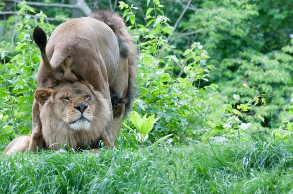 спаривец лев львица