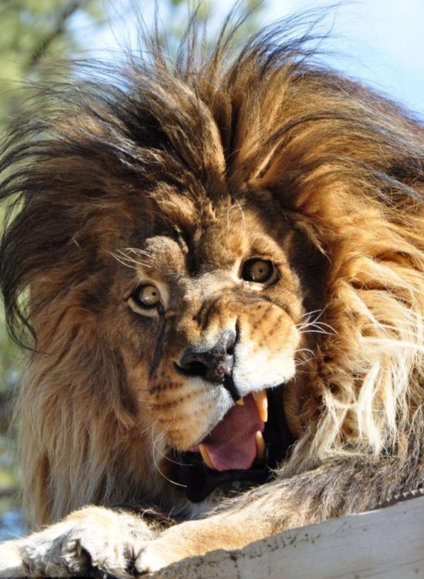 рычащий лев