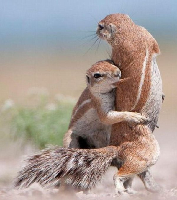 капская белка