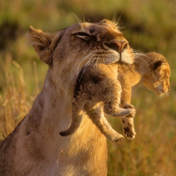 смешной львенок