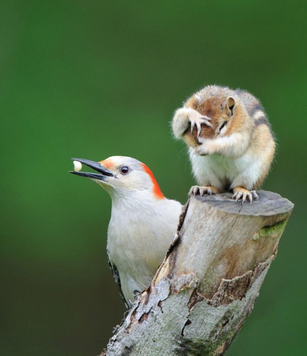 каролинский меланерпес