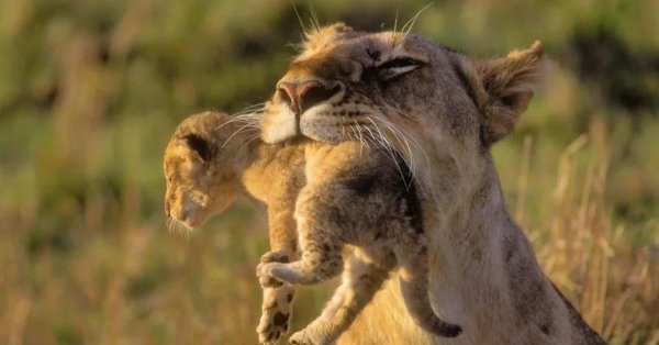 любовь животных