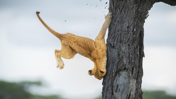 львы лазают по деревьям