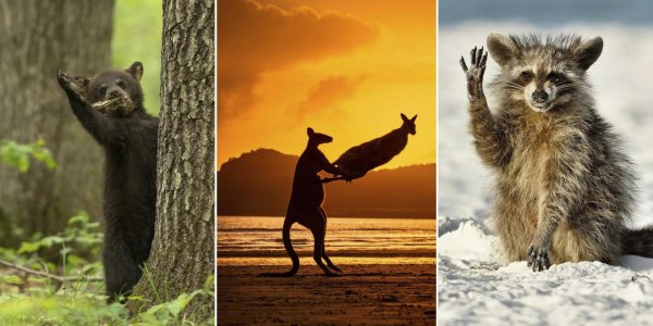 comedy wildlife photography awards 2022