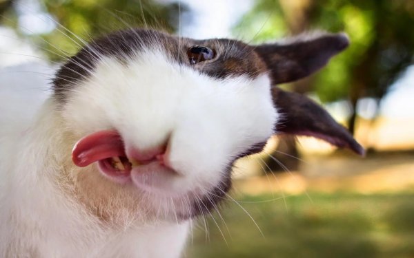 веселый кролик