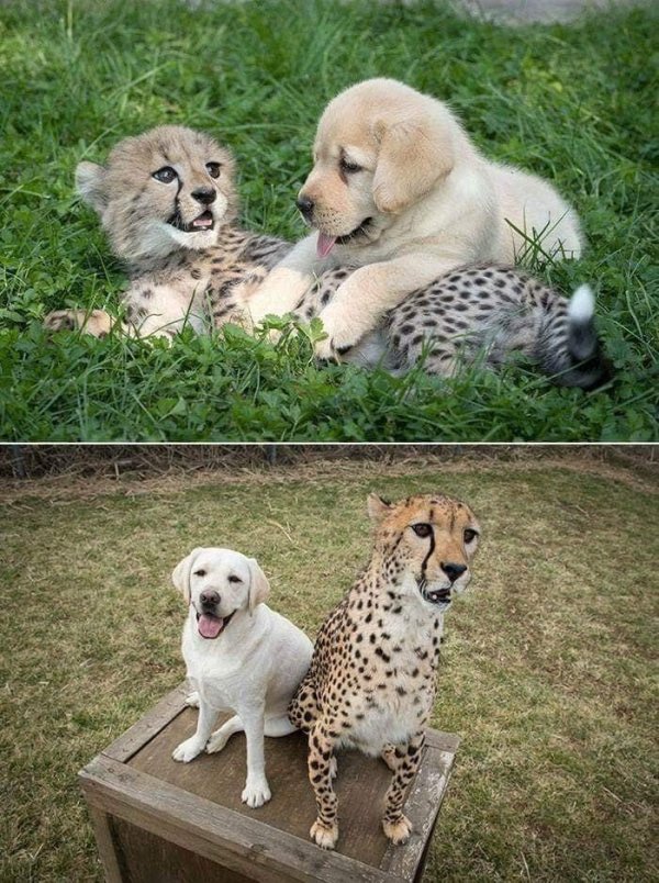 щенок гепарда