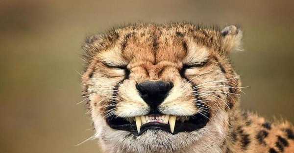 гепард оскал