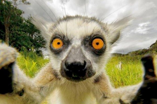 лемур збагоен