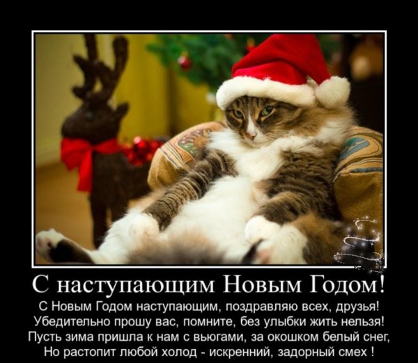 кот новый год