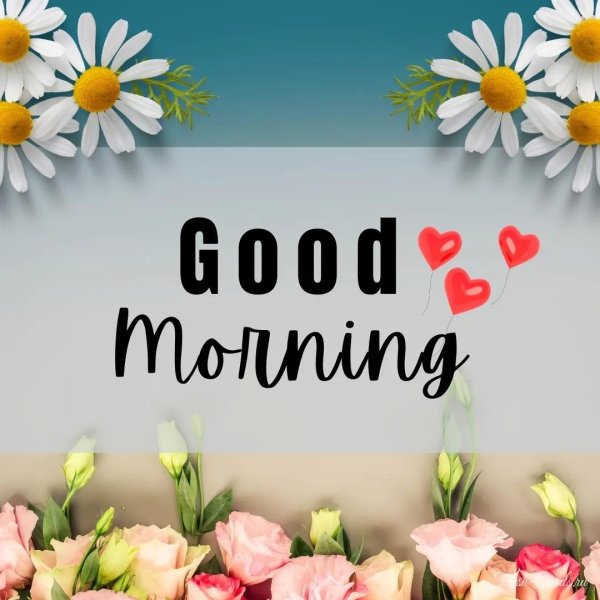 matricaria chamomilla