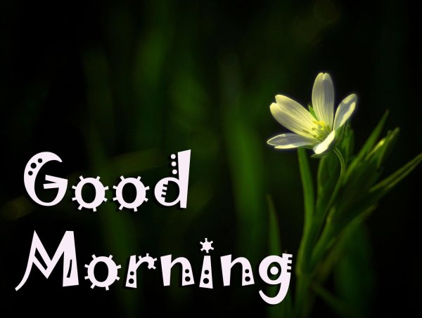 белые цветки