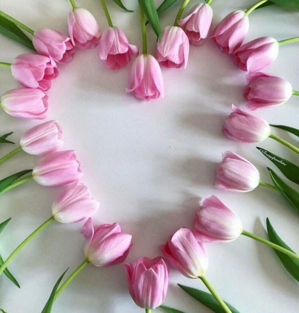 тюльпан красивый