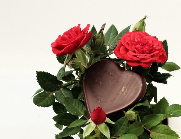 любимые розы