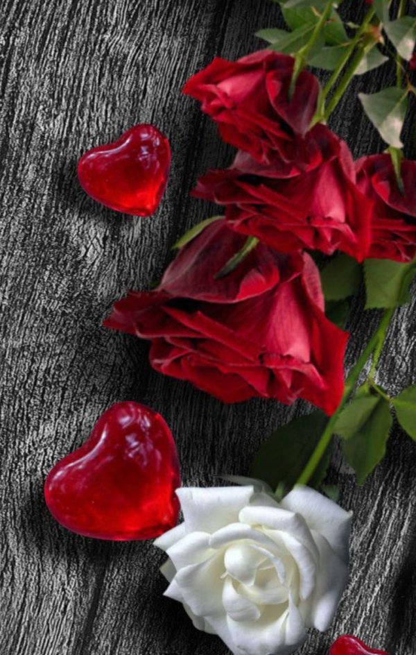 красная роза