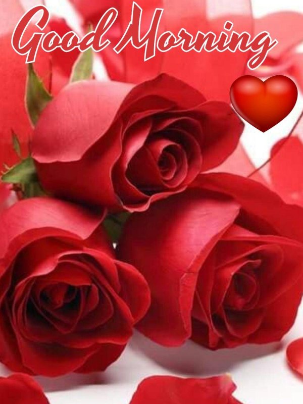 цветок розы