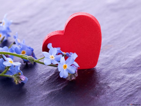 сердечко из незабудок