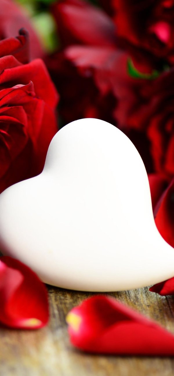 лепестки роз