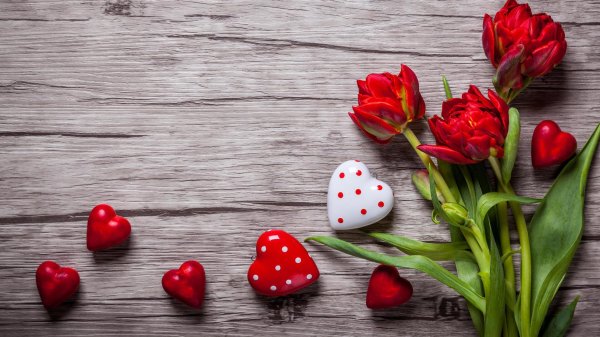 красные тюльпаны