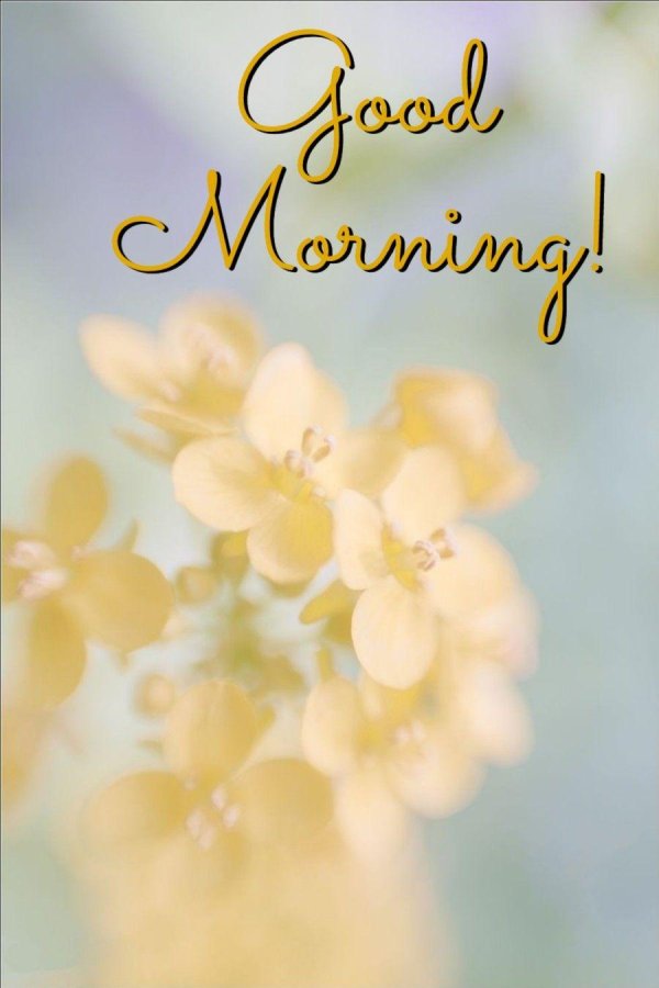 цветы светлые