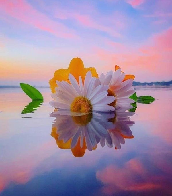 красивые ромашки