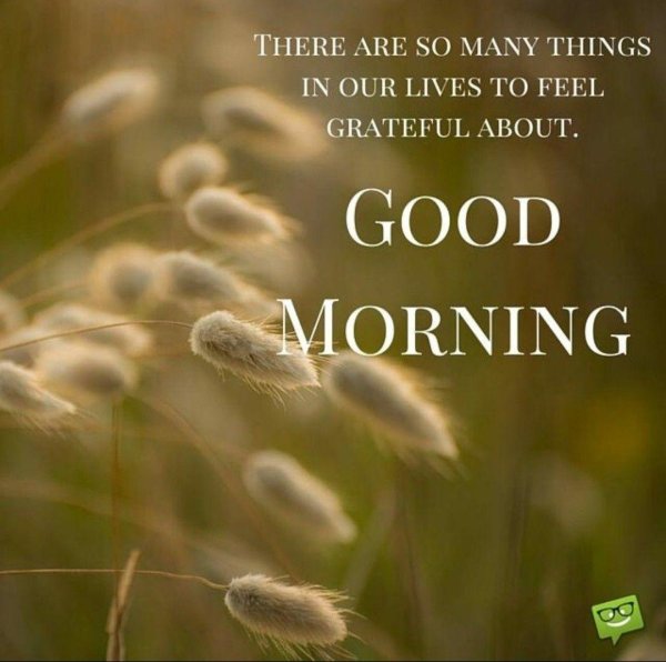 лагурус оватус