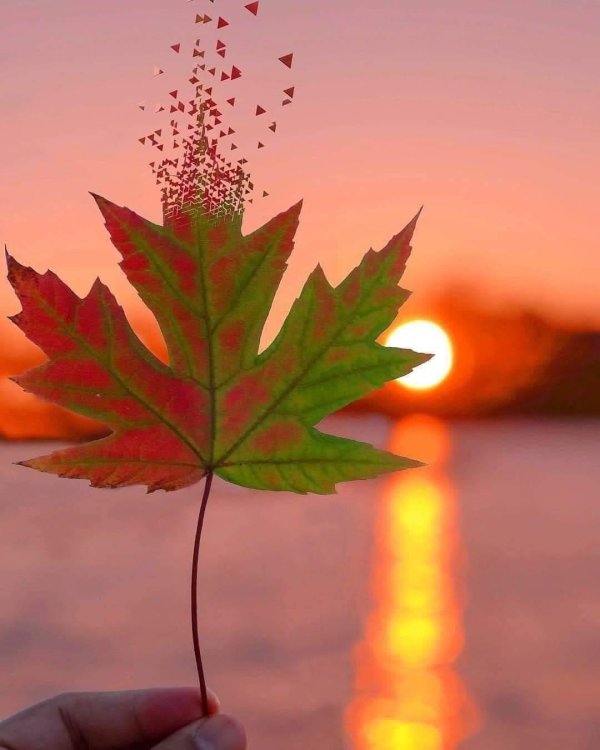 осенние лист