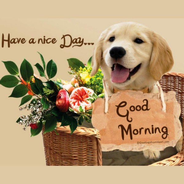 лабрадор ретривер золотистый