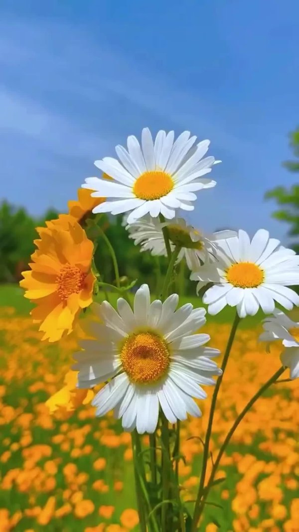 ромашковое поле