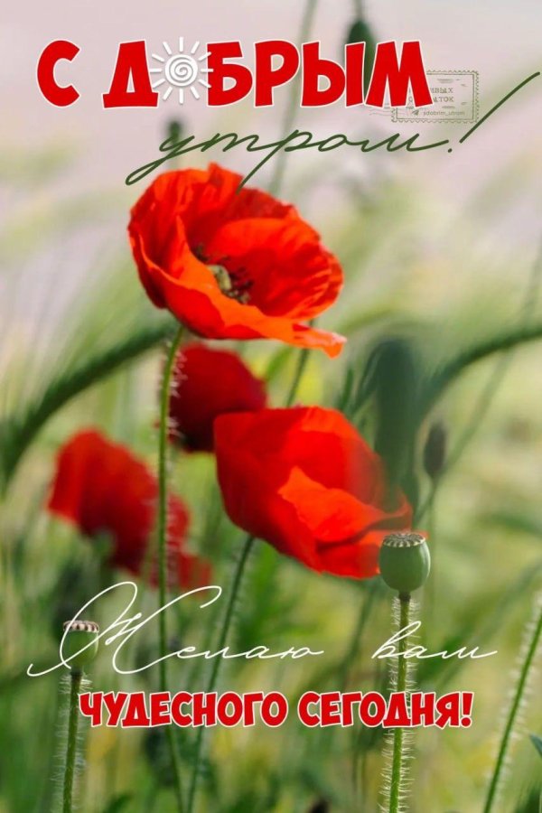 добрый день с маками
