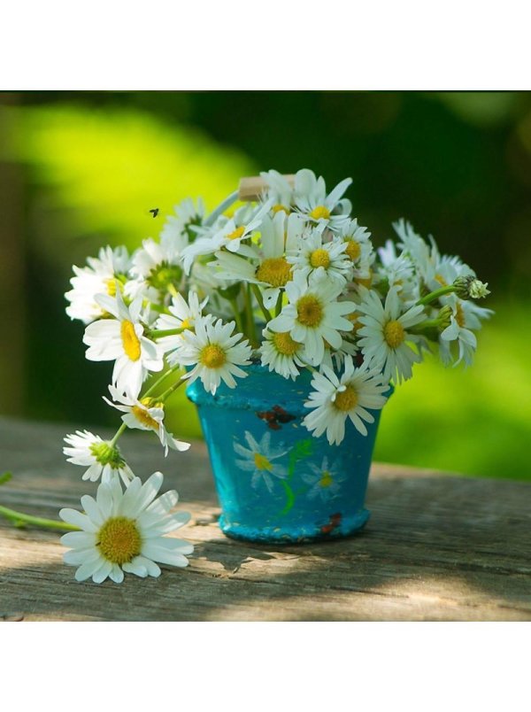 цветки ромашки