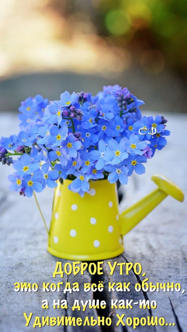 незабудки в лейке