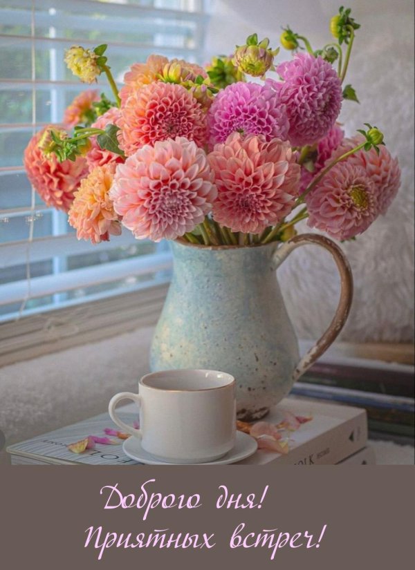 нежность георгин