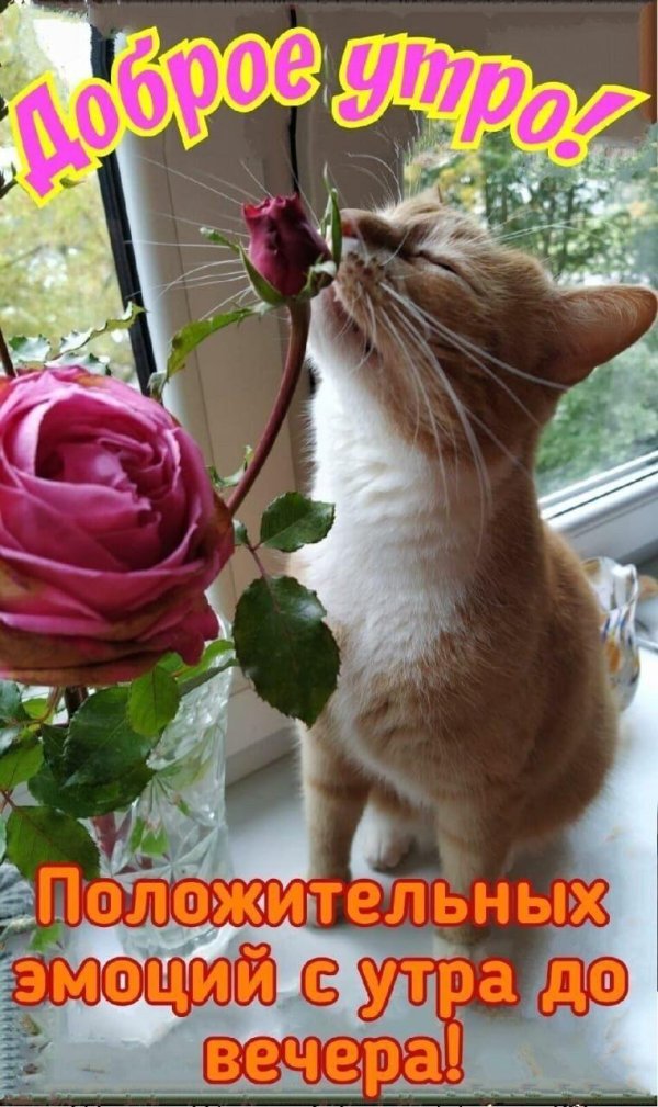 добра утра