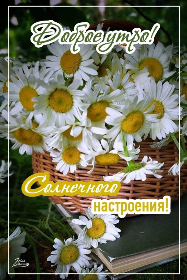 доброй пятницы ромашки