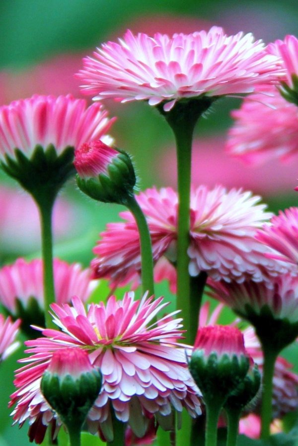 маргаритка растение