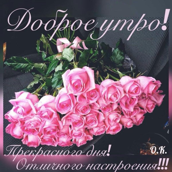 красивые утренние розы