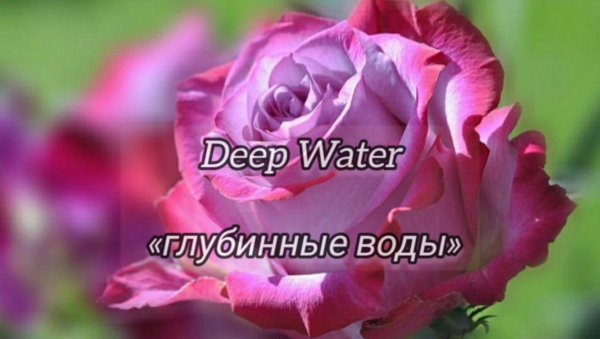 роза блю ривер