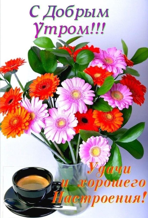 доброе утро герберы