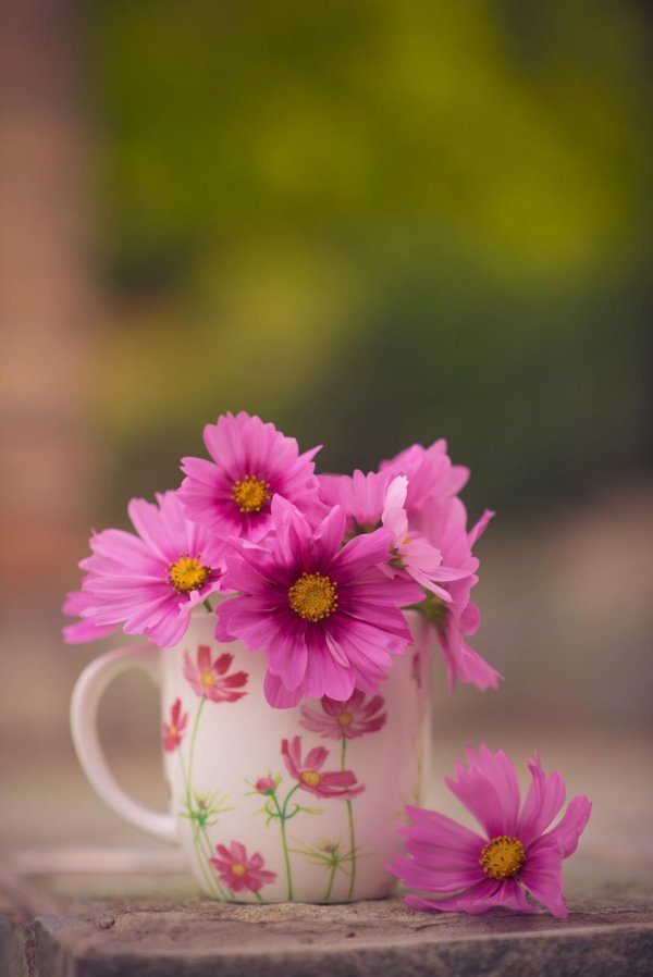 цветок космеи