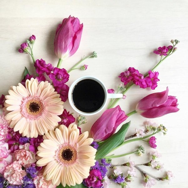 гербера цветок