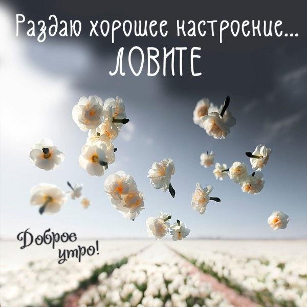 небесные цветы