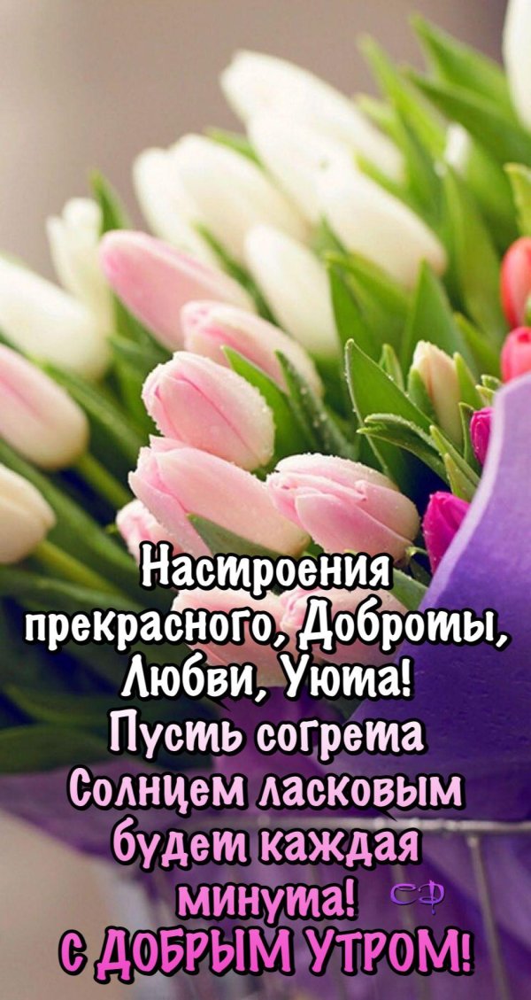 нежные тюльпаны